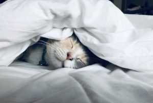 【実体験】マグネシウム＋アシュワガンダで睡眠の質が爆上がりした話【寝つき60分→20分になった】